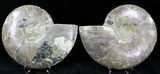 Split Agatized Ammonite - Crystal Pockets #21204-1